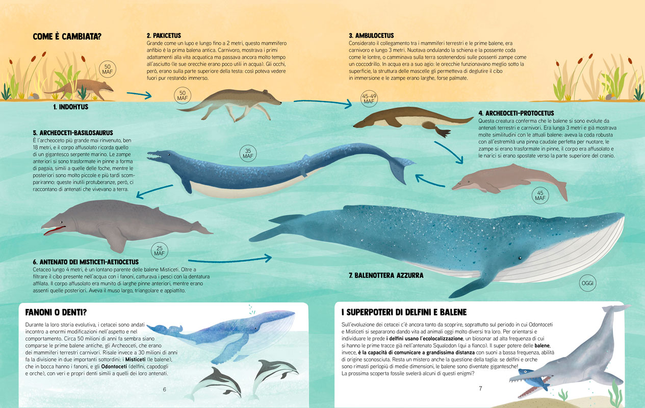 Discovering animal evolution - Dalcò Edizioni Discovering animal evolution - Dalcò Edizioni